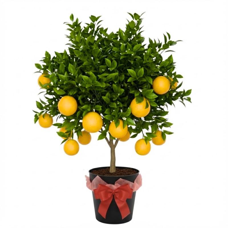 1-2 Years Old Meyer Lemon Tree Live Plant Cold Hardy Citrus 1-2 Feet Tall Fragrant Lemon Citrus Trees Ready to Bear Within 1 Year
