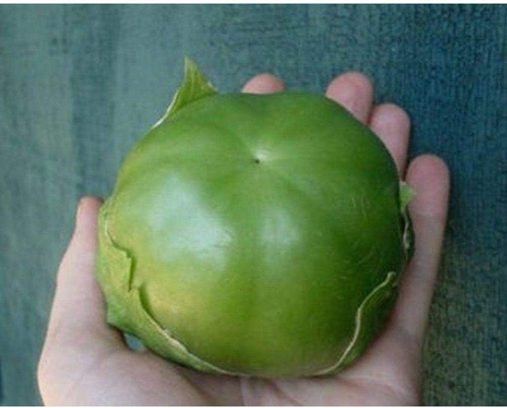 Gigante Tomatillo Seeds Good yields of Giant 4" Diameter