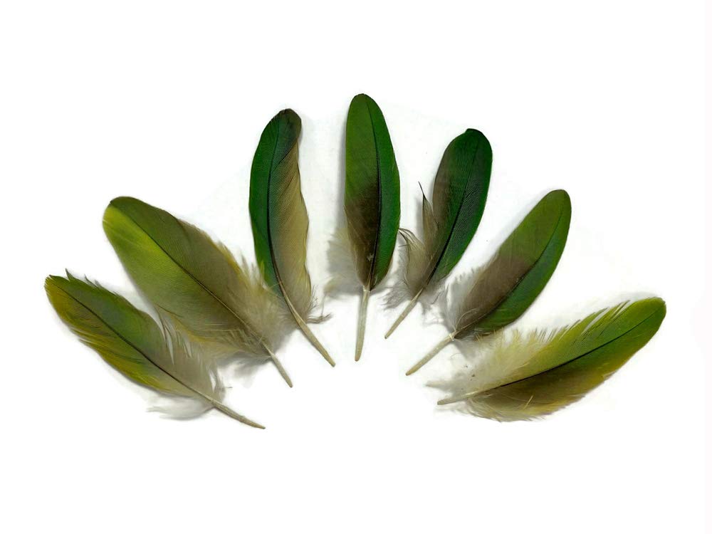 Amazon.com: 4 Pieces - Natural Green Amazon Parrot Wing Small 