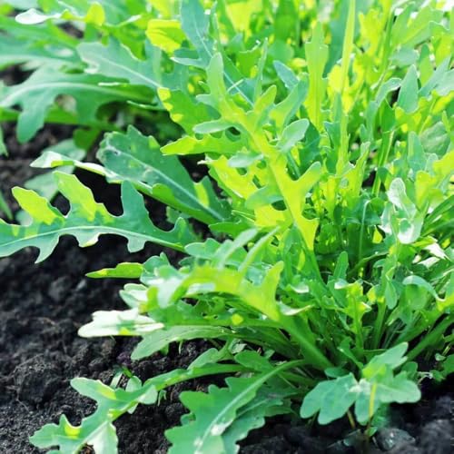 Semi di rucola biologici, semi di aromatiche Eruca vescicaria - da giardino semi di vecchie varietà 300pcs
