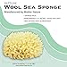 Neptune Natural Sea Wool Sponge - All Natural Honeycomb Renewable Sea Sponge, Medium, Approx. 4 Inches