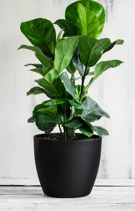 Fiddle Leaf Fig Live Plant, Indoor Tropical Houseplant, Natural Home Decor-image-4