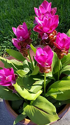 Radha Krishna Agriculture® Curcuma alismatifolia, commonly called Siam tulip Curcuma Flower Bulbs For Home Gardening Planting (Pink, Pack Of 4 Bulbs)-image-39