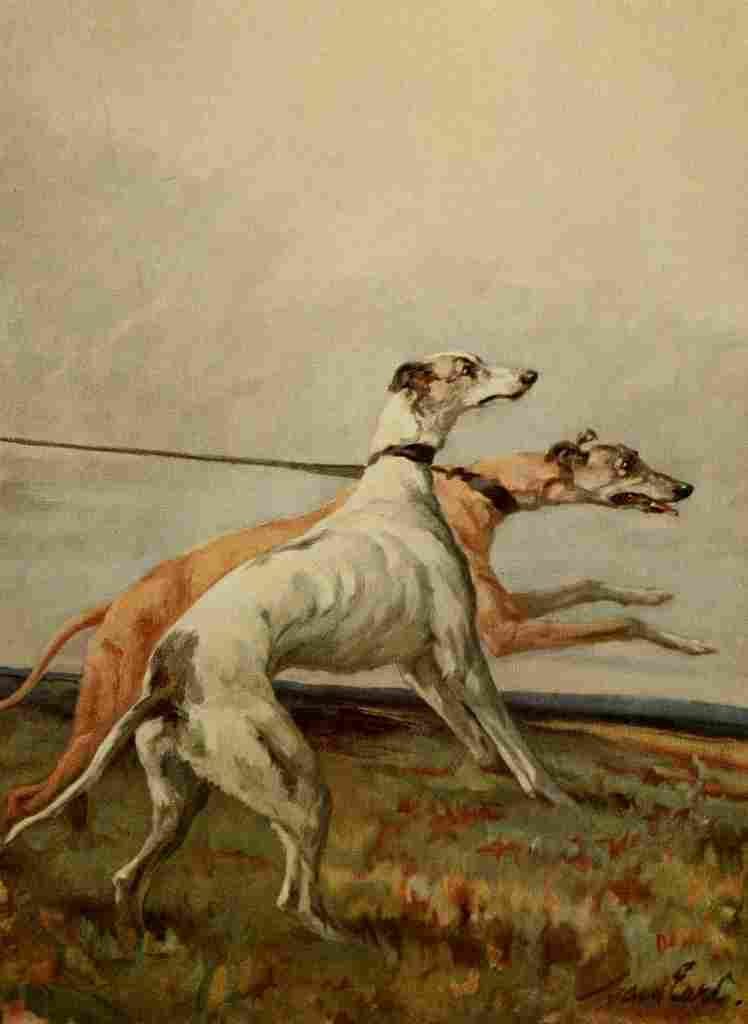 A4 Photo Earl Maud 1864 1943 The Power Dog 1910 Greyhounds Print Poster