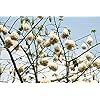Witte Kapokboom – Katoenboom – Ceiba Pentandra – 5 verse zaden