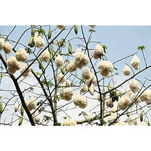 Witte Kapokboom – Katoenboom – Ceiba Pentandra – 5 verse zaden