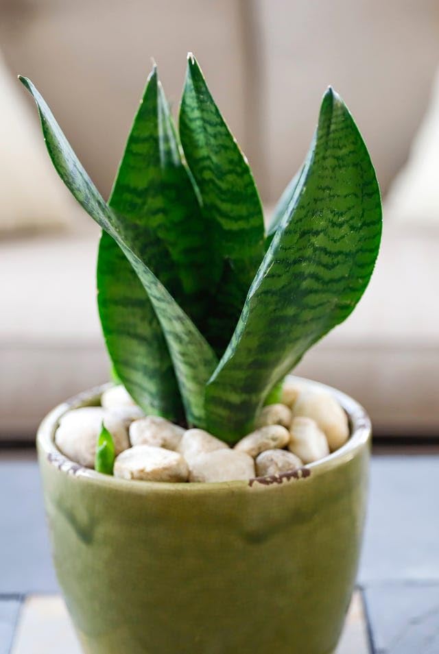 MINI Snake Plant for Indoor, Office, and Garden Use | House Plant, Low Maintenance, Indoor Plant, Office Decor, Garden Plant-image-48