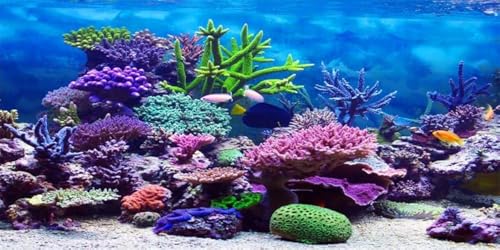 Image of YongFoto Ocean Theme Fish Tank Background 24x12 inch Coral Seaweed Reef Rock Tropical Fish Underwater Sea World Polyester Backdrop Reptile Habitat Terrarium Aquarium Background