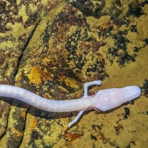 『Episode 3: Olm』のカバーアート