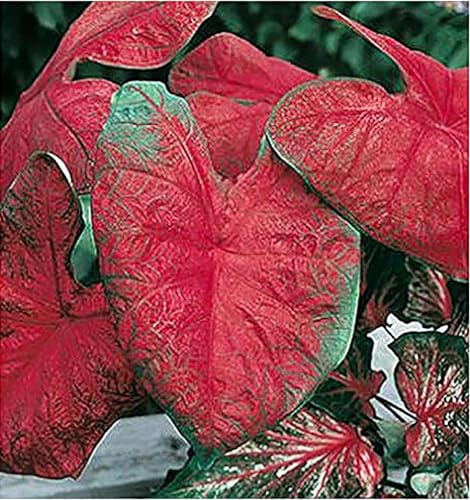 Blaze Caladium Bulbs for Planting - Large Size Root - Bold Red and Green Foliage - Hardy in Zones 9-11 - Vibrant Caladium for Gardens and Pots
