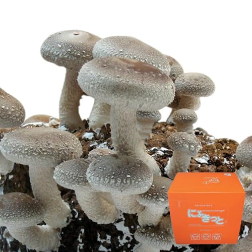 しいたけ栽培キット にょきっと [愛媛きのこの郷] (1個セット)