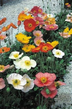 Creative Farmer Flower Seeds : Common Poppy Seeds For Gardening Garden [Home Garden Seeds Eco Pack] Plant Seeds (B078RG51T9) Amazon Price History, Amazon Price Tracker