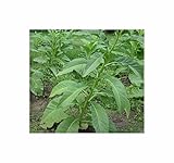 Seeds & Plants Shop by Ipsa