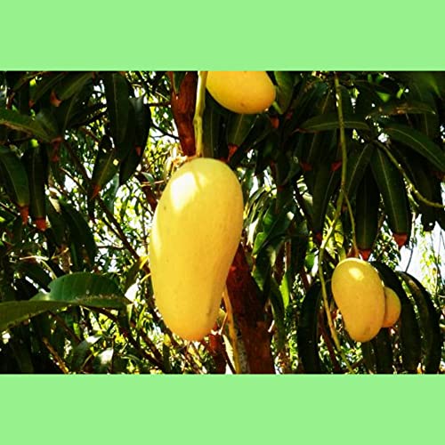 Image of GRAFTED Honey-Ataulfo mango live plant Hybrid Size 2 Feet to 2.5 feet