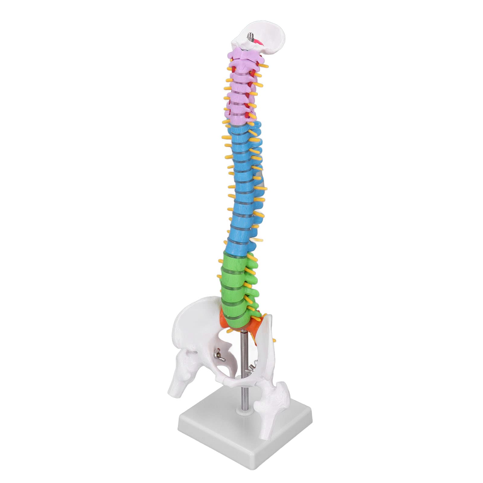 Human Spine Model, Vertebral Column Model Teaching Tool 45cm with Base for Study