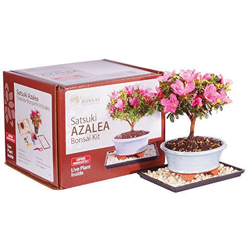 Brussel's Bonsai Live Satsuki Azalea Bonsai Outdoor Tree Gift Bundle - Medium Azalea Tree - Bonsai Kit with Bonsai Pot, Soil, and Bonsai Tray