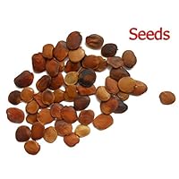 Buy Seedstores : 50 Seeds of Gliricidia Sepium Quick stick Mata Raton ...