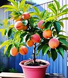 BALDUR Garten Mini-Nektarinenbaum 'Flavortop',1 Pflanze, selbstfruchtendes & kleinbleibendes Bäumchen, saftig-süße Nektarinen, ideal für Balkon, Terrasse & Garten, pflegeleicht
