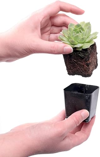 Miniatura 3 de Mountain Crest Gardens Hardy - Paquete variado de suculentas, 6 plantas vivas tolerantes a las heladas, enraizadas en macetas de 2 pulgadas,