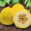 TomorrowSeeds - Golden Beauty Casaba Melon Seeds - 100+ Count - for 2026 Planting Heirloom Sweet White Flesh Yellow Ridge Sungold Acorn Honey Melons Sweet Fruit Grow Your Own Home Farm Patio Healthy