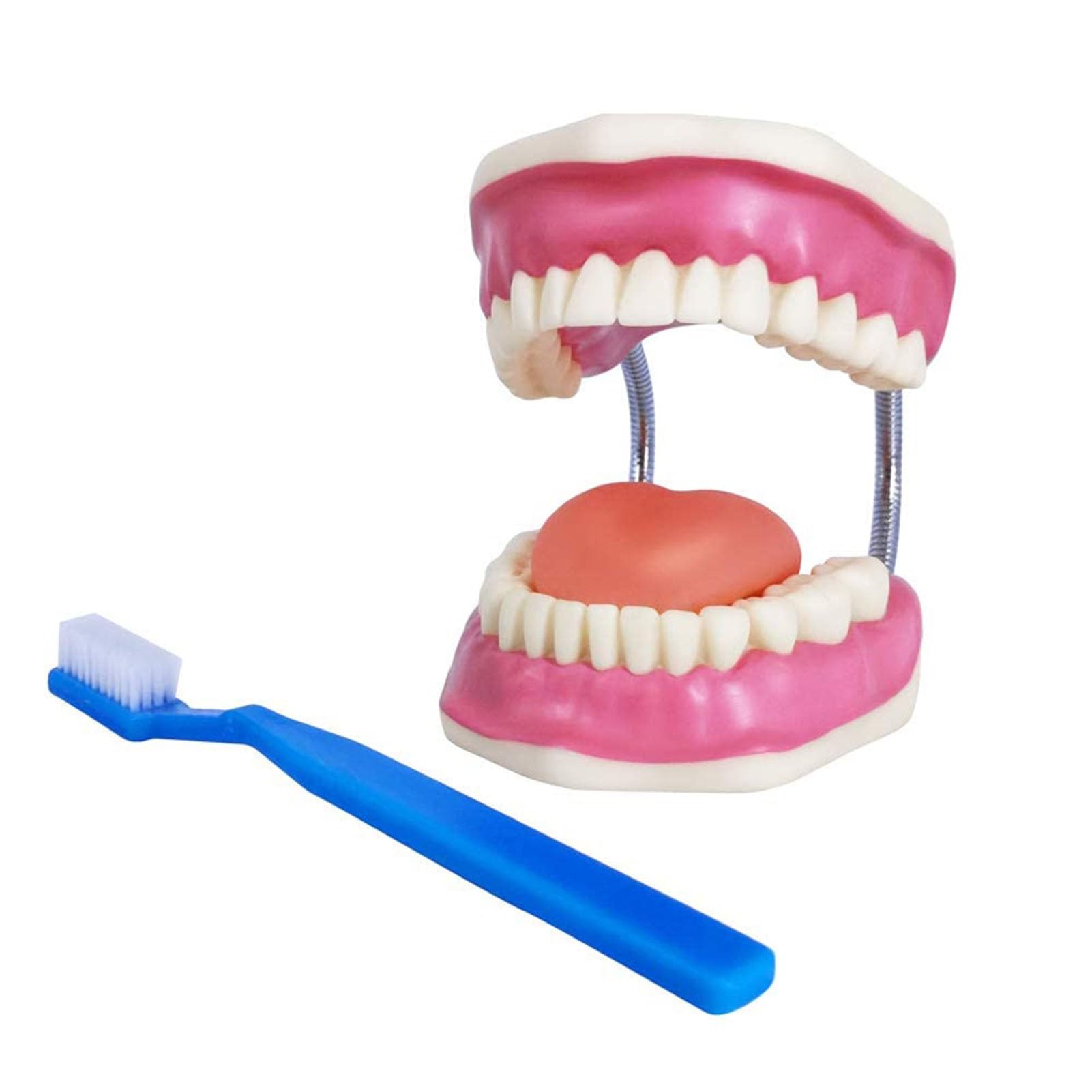 Modello for la cura dei denti dentali, Modello for la cura dei denti for l'igiene orale con spazzolino gigante, Modello dimostrativo dentale for bambini, Strumento didattico for la logopedia for spieg