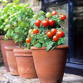 Indoor Lettuce Green Year-Round Seeds Leaf Giant Vegetable for Planting Salad Organic Non GMO 1000 Seeds