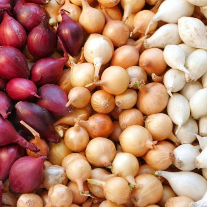 TomorrowSeeds - 3 Colors Mix Onion Sets (Bulbs) - 1/2 Pound - for 2025 Planting Seeds Yellow, Red, White Gardening Excellent Storage Noon Intermediate Intermediate Day Neutral