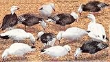 WebFoot Real-Geese Econo Series Snow Goose Decoy