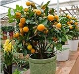 venta arbol kumquat Tipo de unidad: lote (10 unidades/lote) Peso del paquete: 0,01 kg (. 0,02lb) Tamaño del paquete: 15 cm x 15 cm x 1 cm (5,91 x 5,91 x 0,39 pulgadas). Nombre de marca: amarantine Tipo de producto: Bonsai Climat: estilo: vivaz Período plena floración: Clasificación de verano: Función de fábrica: Embellir Flowerpot: Uso excluido: Planta de exterior. Tamaño: Mini aplicable. Constellación: peces, lugares: balcón. Número de Modelo: Variedad AAA: Tipo de flor: hierbas con problemas de grado cultivado: muy F.