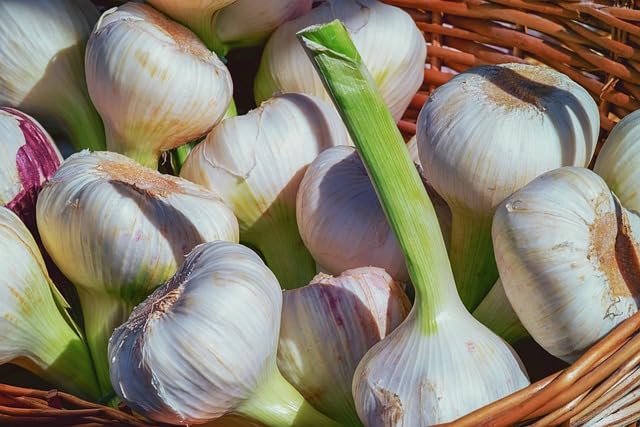 Fresh Nectar of the Gods Garlic Seeds for Maximum Yields - PACK OF 75-image-19
