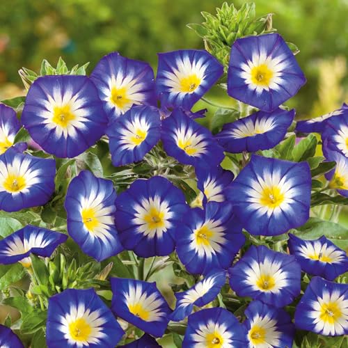 Eden Brothers Morning Glory Seeds (Dwarf) - Royal Ensign