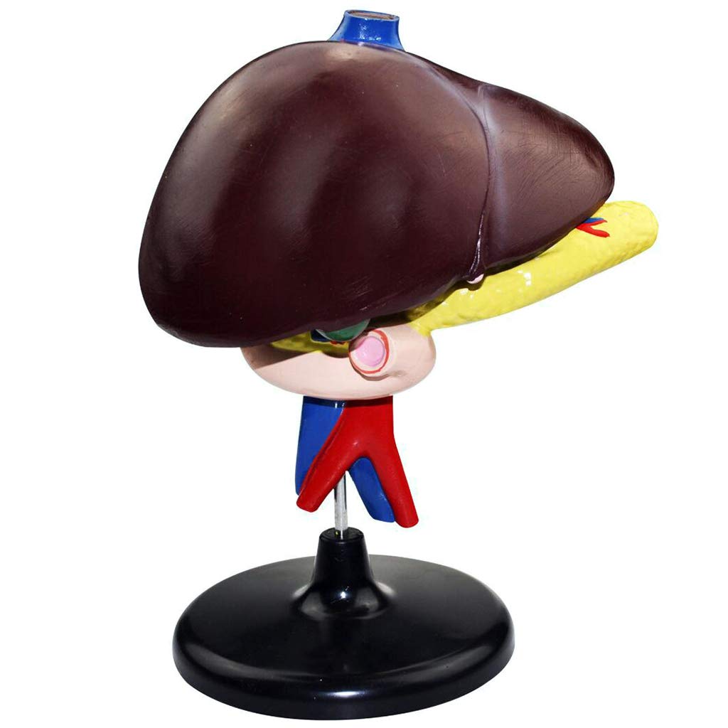 Sjdopulse Liver Duodenum And Pancreas Model - Human Organ Anatomy Model Liver Model - Life Size Duodenum And Pancreas Model For Science Teaching Study Display