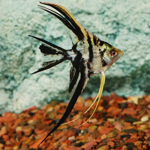 Marble Angelfish - (Pack of 3 Fish) - Aquarium...