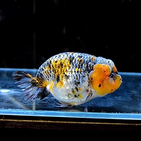 さらに値下げ 金魚王子 極上個体上海３歳シシガシラ琉金 19cm 1匹 海外輸入 Www Hbleisure Com