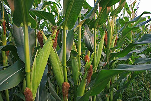 "Ambrosia" Bi-Color Sweet Corn Seeds For Planting, 50+ Seeds Per Packet, (Isla's Garden Seeds), Non Gmo Seeds, Botanical Name: Zea Mays, Great Home Garden Gift #TOP5