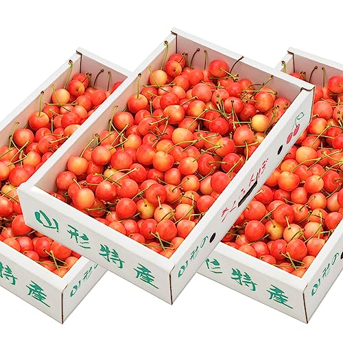 山形県産 ご家庭用 さくらんぼ 佐藤錦 3kg (Lサイズ/ばら詰め/クール冷蔵便) 訳あり わけあり 自宅用 おうち用 サクランボ 果物 フルーツ お取り寄せ