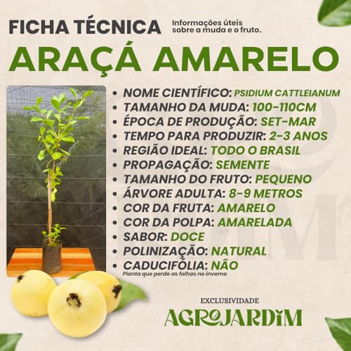 Muda Frutífera de Araçá Amarelo