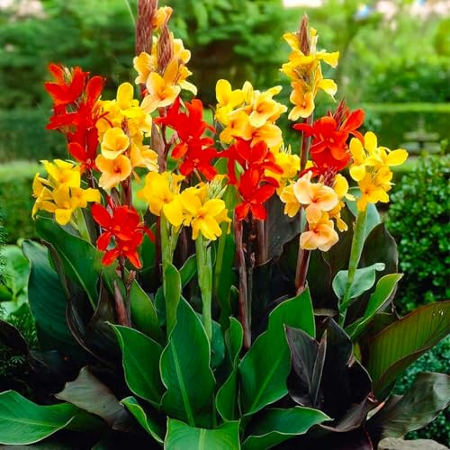 Bulbi di CANNA INDICA | Bulbi provenienti dai migliori produttori Olandesi | Esclusiva selezione e controllo qualità | Fioritura garantita dal primo anno. (5 Canna Indica MIX)