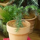 Se puede utilizar como sombreado, acera en jardines paisajísticos o se puede configurar con otros para mejorar la belleza de los colores de otoño.