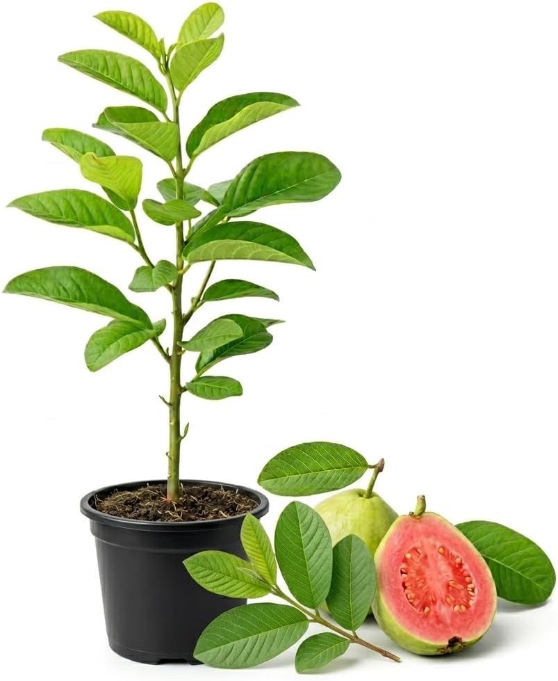 Pink Guava Tree Live Plant, 4–6 Inch Tall Starter Plant, Fast Growing Tropical Fruit Tree, Low Maintenance Guava Plants Live for Planting Outdoor