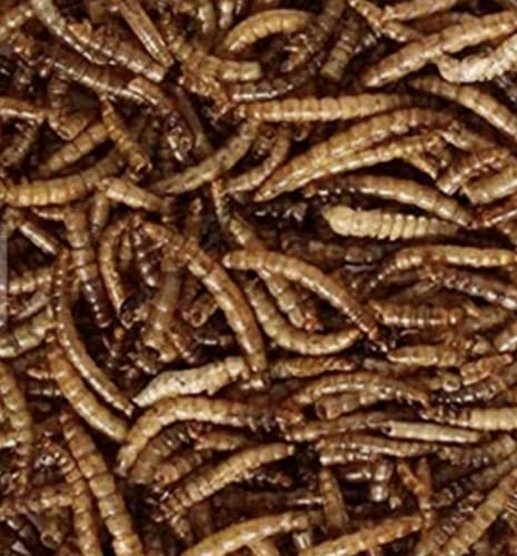 Dried Mealworms 10kg Premium Insectivorous Wild Bird Food