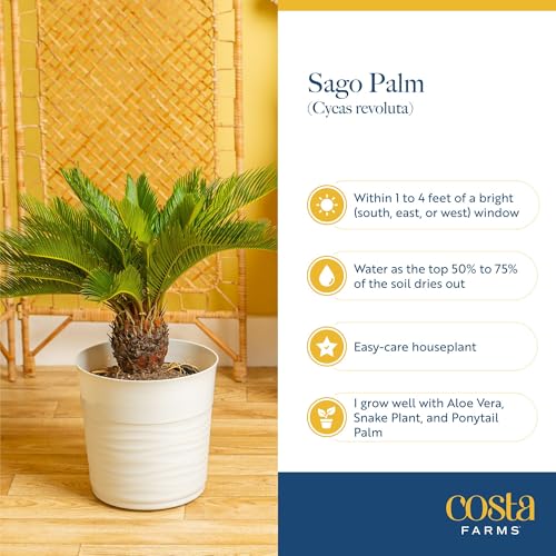 Image of Costa Farms Sago Palm Live Plant in Decorative Pot, Easy to Maintain Large Indoor Houseplant, Perfect for Home, Room, or Office Decor, Great House Warming or Birthday Gift, 2-3 Feet Tall