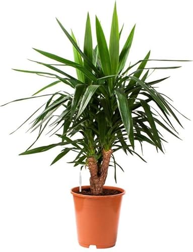 Yuca Planta Naturual de unos 100cm de Altura Palma Exterior