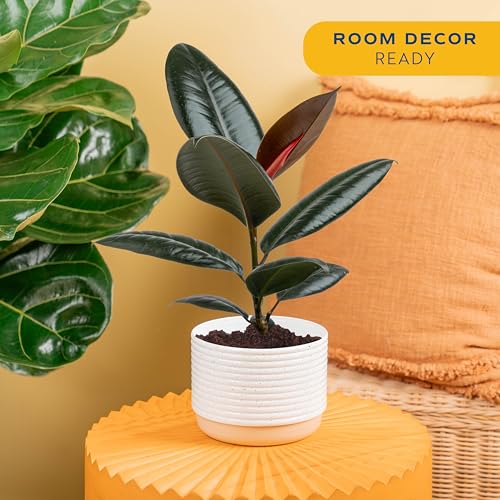 Image of Costa Farms Burgundy Rubber Ficus Live Plant in Decorative Pot, Indoor Houseplant, Perfect for Home, Room, or Office Decor, Great House Warming or Birthday Gift, 12-18 Inches Tall