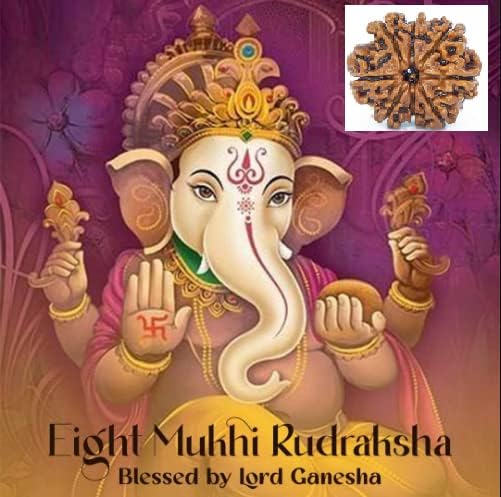 8 Mukhi Rudraksha Nepal Aath Mukhi Rudraksha आठ मुखी 8 Face Rudraksha Original Certified 8 मुखी नेपाली असली रुद्राक्ष Eight Face Rudraksha Blessed विघ्नहर्ता for Ganesh Chaturthi Puja