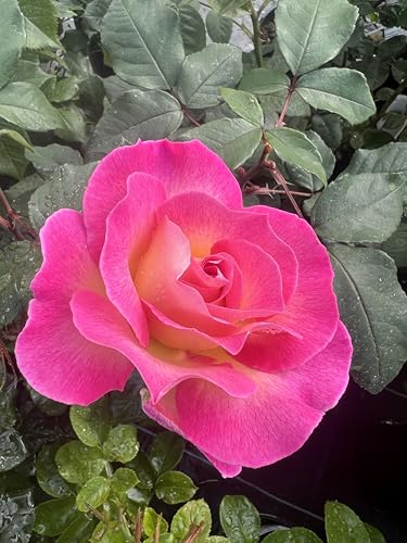 Daisy - Potted Rose - Hybrid Tea