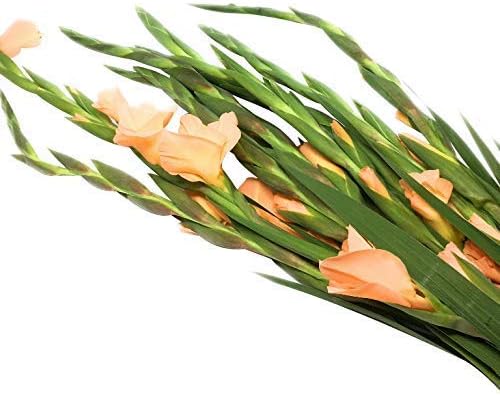 Floral Gladiolus Bunch, 1 EA