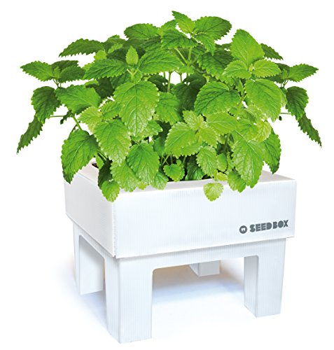 SeedBox SBMIMG Kit huerto Urbano de Menta, Blanco, 20x25x25 cm ...