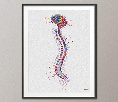 COCOMILLA Brain with Spinal Cord Watercolor Print Anatomy Art Medical Art Medicine Skull Art Neurosurgeon Art Wall Hanging Doctor Clinic Decor-990