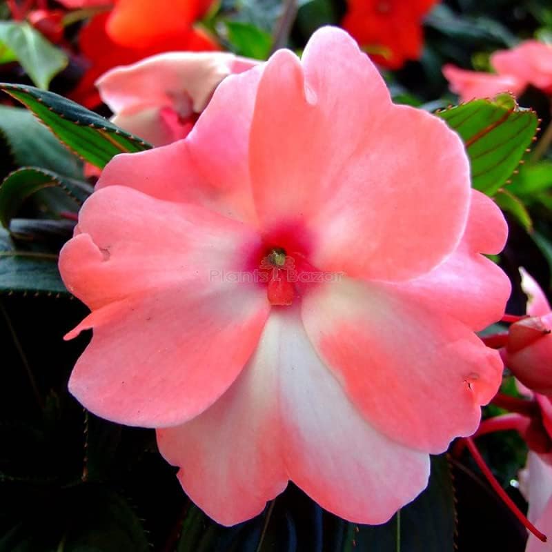 Haibrid pink colour Azalea live plant 2022